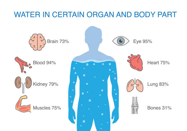 water and human body