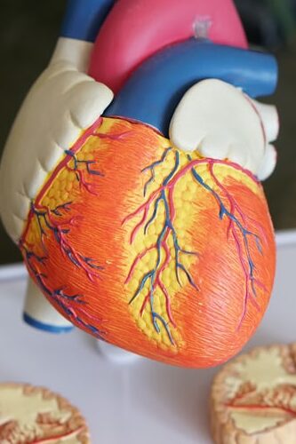Cardiovascular health